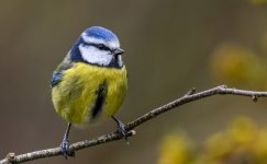 blue-tit.jpg