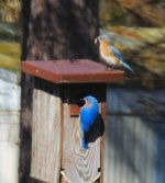 bluebirds z.jpg