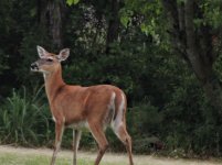 deer x.jpg