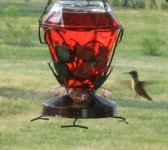 hummingbird1.JPG