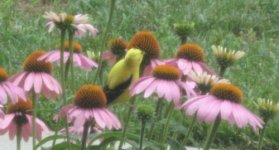 yellow finch on coneflower1.jpg