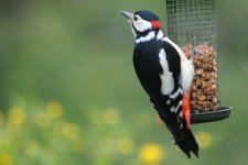 wildlifetrusts_40331550490.jpg