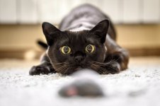 cat crazies 2.jpg
