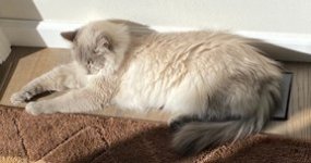 ToBy laying in the sun.jpg