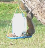 squirrel 0.jpg
