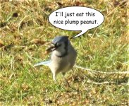 bluejay 2.jpg