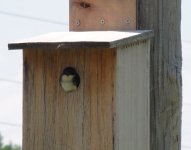 Baby Tree Swallow1.jpg