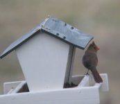 mrs.cardinal2.jpg