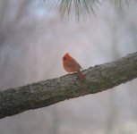 cardinal2jpg.jpg