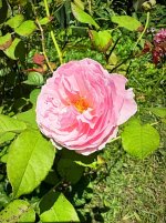 IMG_0623.jpeg