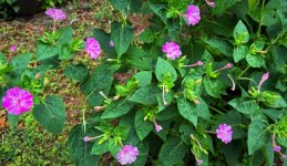 IMG_0589.jpeg