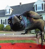 grackle.jpg
