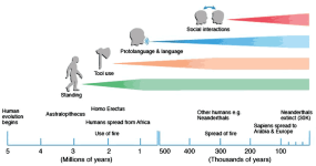 A-timeline-of-human-development-within-the-concept-that-this-is-very-approximate.png