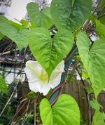 IMG_0787.jpeg