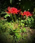 IMG_0875.jpeg