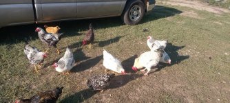 my_chickens_1029128614780165.jpeg