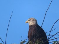 IMG_1419.JPG