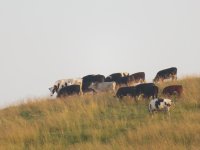 IMG_1200.JPG