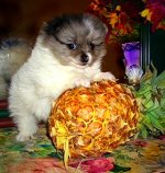 AUd5tUt07xrKa1YAvMyRvXbQkF2p.jpeg AUd5tUt07xrKa1YAvMyRvXbQkF2p.jpeg