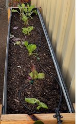 IMG_1415.jpeg IMG_1415.jpeg