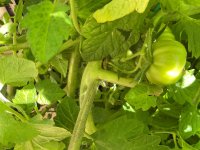 IMG_1439.jpeg IMG_1439.jpeg