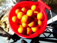 DSCN2546.JPG DSCN2546.JPG