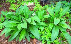 IMG_0311.jpeg IMG_0311.jpeg