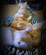 IMG_1449.jpeg IMG_1449.jpeg