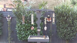 Bird Station-20260313_160912.jpg