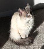cat calendar contest2.jpg