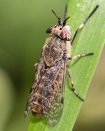 Horsefly-on-grass.jpg